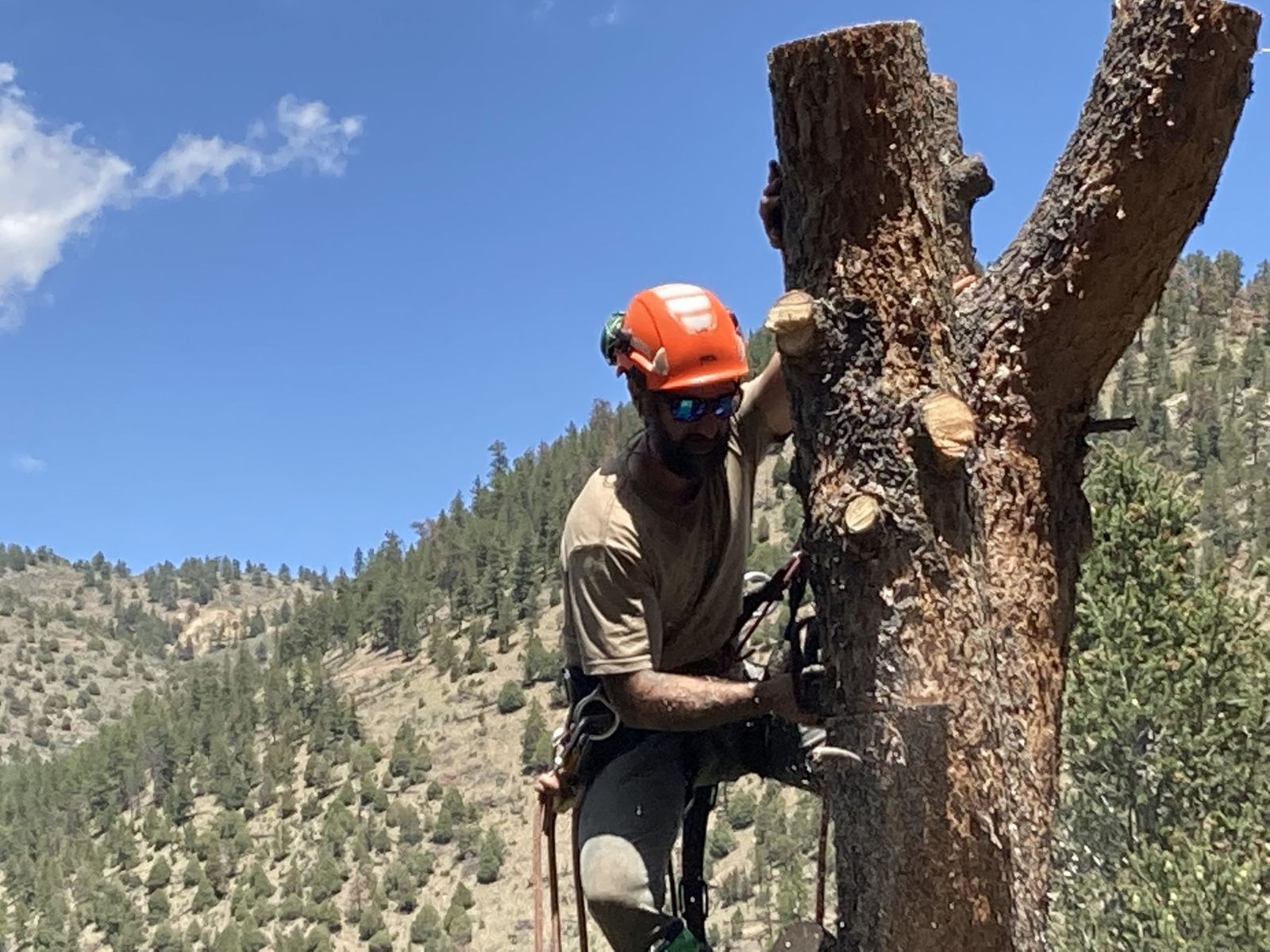 Shady Grove climber working a trunk above Golden