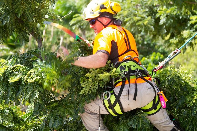 Tree Pruning