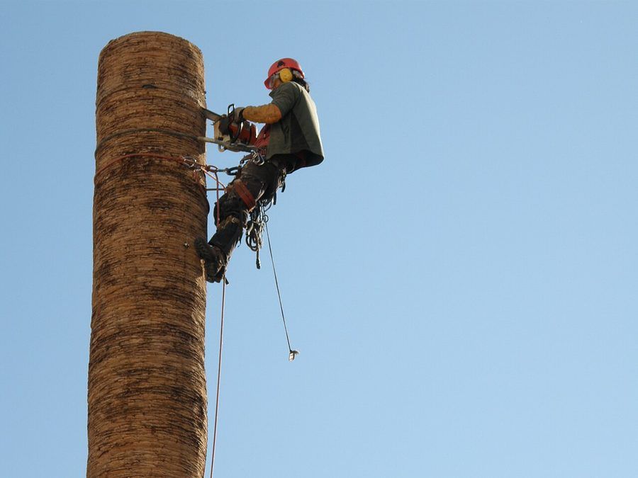 Tree Removal