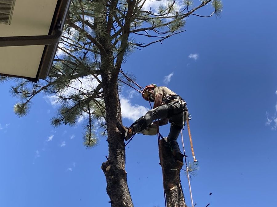 Climber removing the top of a pine