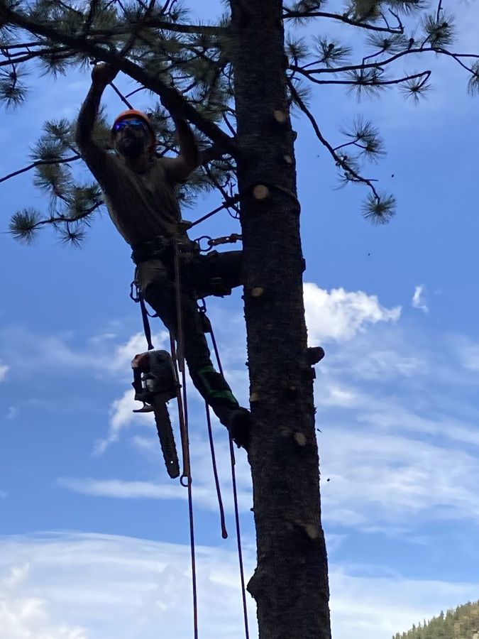 Arborist roped in and cutting a pine trunk