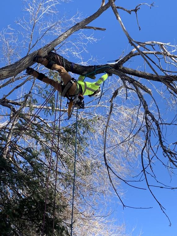 Climber pruning dead wood from a bare tree