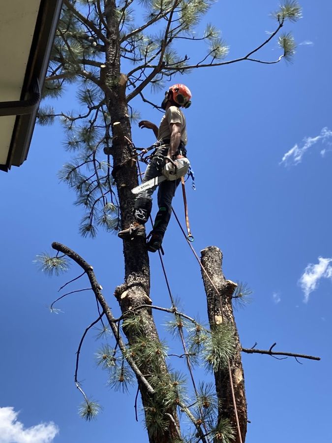 Arborist limbing a pine above the roofline